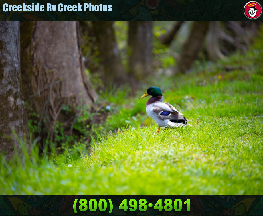 Creekside_Rv_Park_Photos