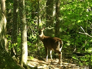 Walden's Creek