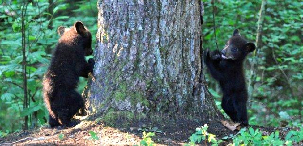 Feed Ducks, Not  Bears 