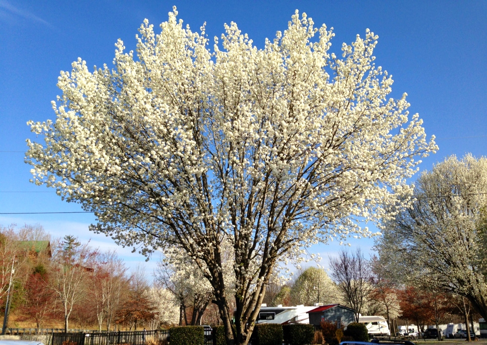 Spring time in Pigeon Forge