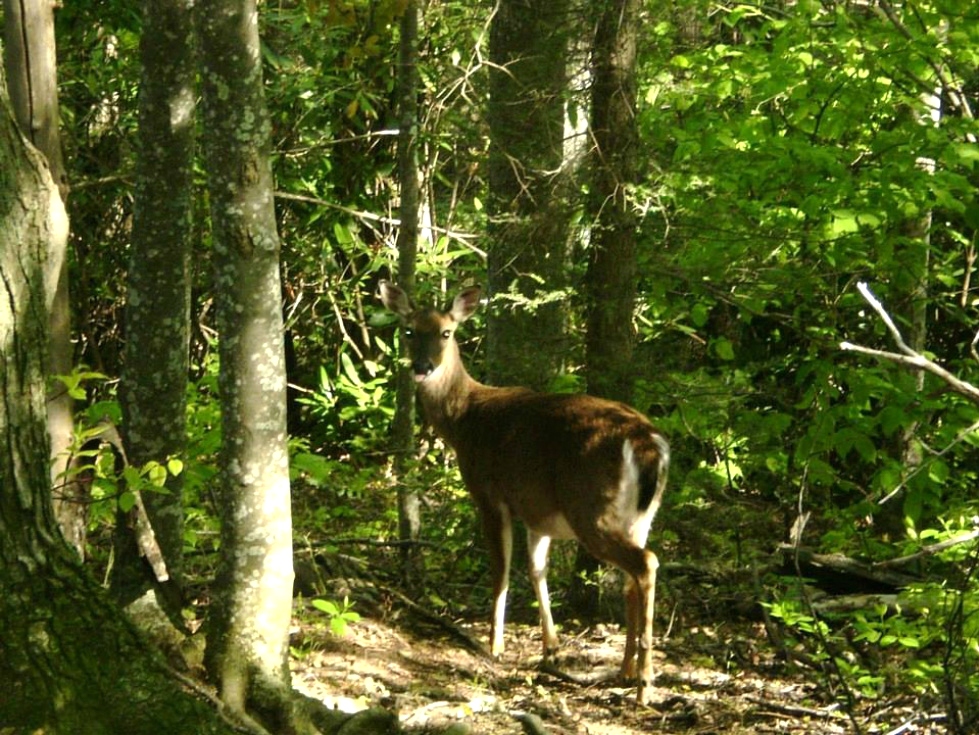 Smoky Mountain Wildlife